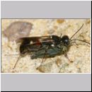 Alysson spinosus - Grabwespe w11a 7-8mm OS-Hasbergen-Lehmhuegel.jpg